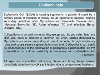 Escherichia Coli (E.Coli) is causing septicemia in poultry. It could be a
primary cause of infection or mostly act as opportunist bacteria causing
secondary infections after Mycoplasmosis, Newcastle Disease (ND),
Infectious Bronchitis (IB), Avian influenza (AI) and infectious Bursal
Disease (IBD).
Colibacillosis is an environmental disease spread by air, water, feed and
litter. Oral route of infection is common but when trachea damaged by
Mycoplasmosis and/or respiratory viruses it can enter through respiratory
route and cause severe septicemia in short time. Colibacillosis can easily
be diagnosed due to the observation of pericarditis & perihepatitis on PM
examination but culture sensitivity is necessary for confirmation and
treatment.
All ages are susceptible but young chicks are facing heavy losses,
particularly when having yolk sac infection due to contaminated hatchers.
Colibacillosis
 