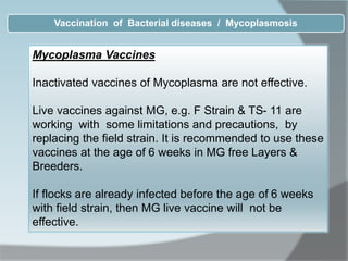 Mycoplasma Vaccines
Inactivated vaccines of Mycoplasma are not effective.
Live vaccines against MG, e.g. F Strain & TS- 11 are
working with some limitations and precautions, by
replacing the field strain. It is recommended to use these
vaccines at the age of 6 weeks in MG free Layers &
Breeders.
If flocks are already infected before the age of 6 weeks
with field strain, then MG live vaccine will not be
effective.
Vaccination of Bacterial diseases / Mycoplasmosis
 