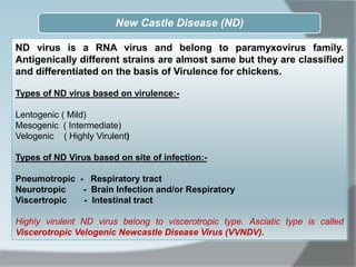 ND virus is a RNA virus and belong to paramyxovirus family.
Antigenically different strains are almost same but they are classified
and differentiated on the basis of Virulence for chickens.
Types of ND virus based on virulence:-
Lentogenic ( Mild)
Mesogenic ( Intermediate)
Velogenic ( Highly Virulent)
Types of ND Virus based on site of infection:-
Pneumotropic - Respiratory tract
Neurotropic - Brain Infection and/or Respiratory
Viscertropic - Intestinal tract
Highly virulent ND virus belong to viscerotropic type. Asciatic type is called
Viscerotropic Velogenic Newcastle Disease Virus (VVNDV).
New Castle Disease (ND)
 
