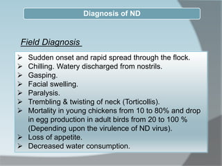  Sudden onset and rapid spread through the flock.
 Chilling. Watery discharged from nostrils.
 Gasping.
 Facial swelling.
 Paralysis.
 Trembling & twisting of neck (Torticollis).
 Mortality in young chickens from 10 to 80% and drop
in egg production in adult birds from 20 to 100 %
(Depending upon the virulence of ND virus).
 Loss of appetite.
 Decreased water consumption.
Diagnosis of ND
Field Diagnosis
 