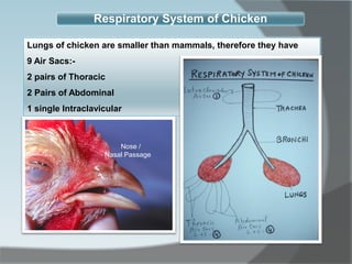 Respiratory System of Chicken
Lungs of chicken are smaller than mammals, therefore they have
9 Air Sacs:-
2 pairs of Thoracic
2 Pairs of Abdominal
1 single Intraclavicular
Nose /
Nasal Passage
 