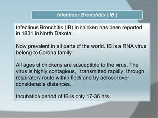 Infectious Bronchitis ( IB )
Infectious Bronchitis (IB) in chicken has been reported
in 1931 in North Dakota.
Now prevalent in all parts of the world. IB is a RNA virus
belong to Corona family.
All ages of chickens are susceptible to the virus. The
virus is highly contagious, transmitted rapidly through
respiratory route within flock and by aerosol over
considerable distances.
Incubation period of IB is only 17-36 hrs.
 