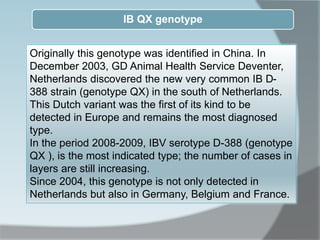 IB QX genotype
Originally this genotype was identified in China. In
December 2003, GD Animal Health Service Deventer,
Netherlands discovered the new very common IB D-
388 strain (genotype QX) in the south of Netherlands.
This Dutch variant was the first of its kind to be
detected in Europe and remains the most diagnosed
type.
In the period 2008-2009, IBV serotype D-388 (genotype
QX ), is the most indicated type; the number of cases in
layers are still increasing.
Since 2004, this genotype is not only detected in
Netherlands but also in Germany, Belgium and France.
 