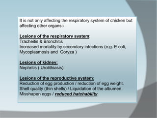 It is not only affecting the respiratory system of chicken but
affecting other organs:-
Lesions of the respiratory system:
Tracheitis & Bronchitis
Increased mortality by secondary infections (e.g. E coli,
Mycoplasmosis and Coryza )
Lesions of kidney:
Nephritis ( Urolithiasis)
Lesions of the reproductive system:
Reduction of egg production / reduction of egg weight.
Shell quality (thin shells) / Liquidation of the albumen.
Misshapen eggs / reduced hatchability.
 