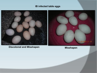 IB infected table eggs
Discolored and Misshapen Misshapen
 