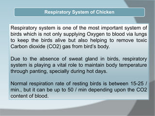 Respiratory System of Chicken
Respiratory system is one of the most important system of
birds which is not only supplying Oxygen to blood via lungs
to keep the birds alive but also helping to remove toxic
Carbon dioxide (CO2) gas from bird’s body.
Due to the absence of sweat gland in birds, respiratory
system is playing a vital role to maintain body temperature
through panting, specially during hot days.
Normal respiration rate of resting birds is between 15-25 /
min., but it can be up to 50 / min depending upon the CO2
content of blood.
 