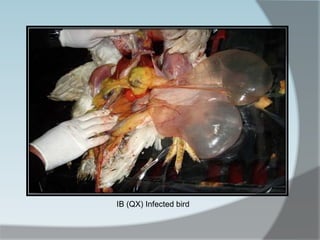 IB (QX) Infected bird
 