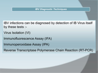 IBV infections can be diagnosed by detection of IB Virus itself
by these tests :-
Virus Isolation (VI)
Immunofluorescence Assay (IFA)
Immunoperoxidase Assay (IPA)
Reverse Transcriptase Polymerase Chain Reaction (RT-PCR)
IBV Diagnostic Techniques
 