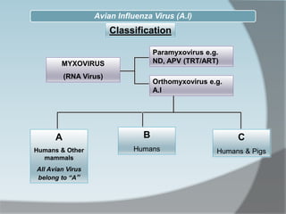 Classification
MYXOVIRUS
(RNA Virus)
Paramyxovirus e.g.
ND, APV (TRT/ART)
Orthomyxovirus e.g.
A.I
A
Humans & Other
mammals
All Avian Virus
belong to “A”
B
Humans
C
Humans & Pigs
Avian Influenza Virus (A.I)
 