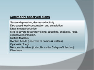 Severe depression, decreased activity.
Decreased feed consumption and emaciation.
Drop in egg production.
Mild to severe respiratory signs: coughing, sneezing, rales,
excessive lacrimation.
Ruffled feathers.
Swollen heads ( necrosis of combs & wattles)
Cyanosis of legs.
Nervous disorders (torticollis – after 5 days of infection)
Diarrhoea.
Commonly observed signs
 