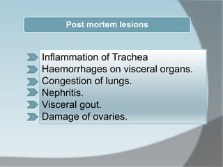 Inflammation of Trachea
Haemorrhages on visceral organs.
Congestion of lungs.
Nephritis.
Visceral gout.
Damage of ovaries.
Post mortem lesions
 
