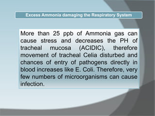 More than 25 ppb of Ammonia gas can
cause stress and decreases the PH of
tracheal mucosa (ACIDIC), therefore
movement of tracheal Celia disturbed and
chances of entry of pathogens directly in
blood increases like E. Coli. Therefore, very
few numbers of microorganisms can cause
infection.
Excess Ammonia damaging the Respiratory System
 