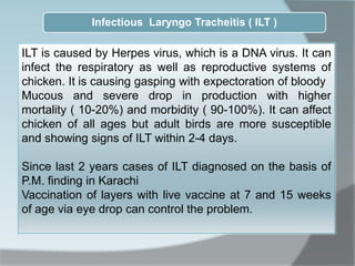 Infectious Laryngo Tracheitis ( ILT )
ILT is caused by Herpes virus, which is a DNA virus. It can
infect the respiratory as well as reproductive systems of
chicken. It is causing gasping with expectoration of bloody
Mucous and severe drop in production with higher
mortality ( 10-20%) and morbidity ( 90-100%). It can affect
chicken of all ages but adult birds are more susceptible
and showing signs of ILT within 2-4 days.
Since last 2 years cases of ILT diagnosed on the basis of
P.M. finding in Karachi
Vaccination of layers with live vaccine at 7 and 15 weeks
of age via eye drop can control the problem.
 