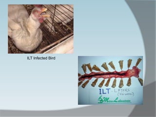 ILT Infected Bird
 