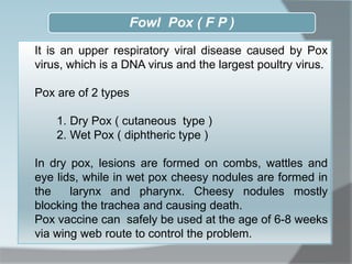 It is an upper respiratory viral disease caused by Pox
virus, which is a DNA virus and the largest poultry virus.
Pox are of 2 types
1. Dry Pox ( cutaneous type )
2. Wet Pox ( diphtheric type )
In dry pox, lesions are formed on combs, wattles and
eye lids, while in wet pox cheesy nodules are formed in
the larynx and pharynx. Cheesy nodules mostly
blocking the trachea and causing death.
Pox vaccine can safely be used at the age of 6-8 weeks
via wing web route to control the problem.
Fowl Pox ( F P )
 
