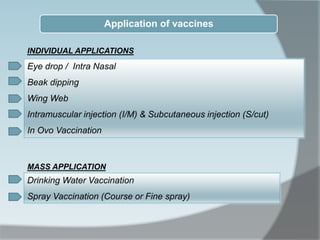 Eye drop / Intra Nasal
Beak dipping
Wing Web
Intramuscular injection (I/M) & Subcutaneous injection (S/cut)
In Ovo Vaccination
Drinking Water Vaccination
Spray Vaccination (Course or Fine spray)
Application of vaccines
INDIVIDUAL APPLICATIONS
MASS APPLICATION
 