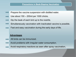 Precautions in Beak-Dipping Vaccination
Prepare the vaccine suspension with distilled water.
Use about 150 – 200ml per 1000 chicks.
Dip the beak of each bird up to the nostrils.
Simultaneously vaccination with inactivated vaccine is possible.
Fast and easy vaccination during the early days of life.
Advantages
All birds can be immunized.
Avoid problems with irregular water consumption.
Avoid respiratory reactions as seen after spray vaccination.
 
