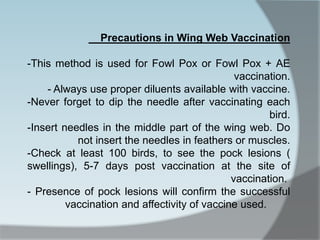 Precautions in Wing Web Vaccination
-This method is used for Fowl Pox or Fowl Pox + AE
vaccination.
- Always use proper diluents available with vaccine.
-Never forget to dip the needle after vaccinating each
bird.
-Insert needles in the middle part of the wing web. Do
not insert the needles in feathers or muscles.
-Check at least 100 birds, to see the pock lesions (
swellings), 5-7 days post vaccination at the site of
vaccination.
- Presence of pock lesions will confirm the successful
vaccination and affectivity of vaccine used.
 