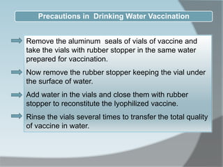 Remove the aluminum seals of vials of vaccine and
take the vials with rubber stopper in the same water
prepared for vaccination.
Now remove the rubber stopper keeping the vial under
the surface of water.
Add water in the vials and close them with rubber
stopper to reconstitute the lyophilized vaccine.
Rinse the vials several times to transfer the total quality
of vaccine in water.
Precautions in Drinking Water Vaccination
 