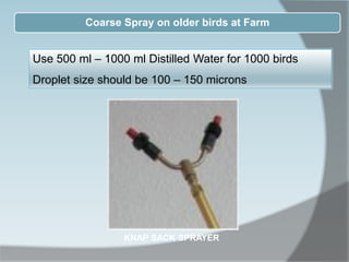 Use 500 ml – 1000 ml Distilled Water for 1000 birds
Droplet size should be 100 – 150 microns
KNAP SACK SPRAYER
Coarse Spray on older birds at Farm
 