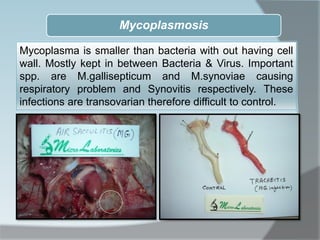 Mycoplasmosis
Mycoplasma is smaller than bacteria with out having cell
wall. Mostly kept in between Bacteria & Virus. Important
spp. are M.gallisepticum and M.synoviae causing
respiratory problem and Synovitis respectively. These
infections are transovarian therefore difficult to control.
 