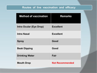 Routes of live vaccination and efficacy
Method of vaccination Remarks
Intra Ocular (Eye Drop) Excellent
Intra Nasal Excellent
Spray Good
Beak Dipping Good
Drinking Water Fair
Mouth Drop Not Recommended
 