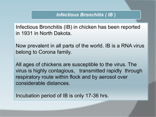 Infectious Bronchitis ( IB )
Infectious Bronchitis (IB) in chicken has been reported
in 1931 in North Dakota.
Now prevalen...