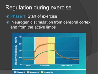 Regulation during exercise
 Phase 1: Start of exercise
 Neurogenic stimulation from cerebral cortex
and from the active limbs
 