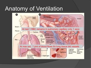 Anatomy of Ventilation
At rest 1 RBC remains in pulmonary capillary only 1 secs
At max exc 1 pint of blood flows thr lung tissue bld vessels
 