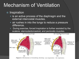 Mechanism of Ventilation
 Inspiration
 is an active process of the diaphragm and the
external intercostal muscles.
 air rushes in into the lungs to reduce a pressure
difference.
 During exercise, forced inspiration is further assisted by the
scalene, sternocleidomastoid, and pectoralis muscles.
 