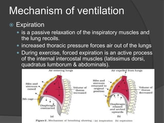 Mechanism of ventilation
 Expiration
 is a passive relaxation of the inspiratory muscles and
the lung recoils.
 increased thoracic pressure forces air out of the lungs
 During exercise, forced expiration is an active process
of the internal intercostal muscles (latissimus dorsi,
quadratus lumborum & abdominals).
 