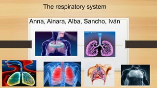 The respiratory system 
Anna, Ainara, Alba, Sancho, Iván 
 