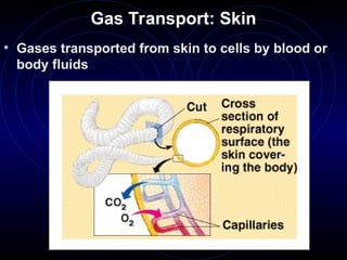 Gas Transport: Skin
• Gases transported from skin to cells by blood or
body fluids
 