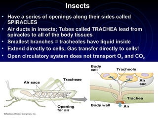 Insects
• Have a series of openings along their sides called
SPIRACLES
• Air ducts in insects; Tubes called TRACHEA lead from
spiracles to all of the body tissues
• Smallest branches = tracheoles have liquid inside
• Extend directly to cells, Gas transfer directly to cells!
• Open circulatory system does not transport O2 and CO2
 