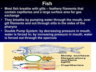 Fish
• Most fish breathe with gills – feathery filaments that
contain capillaries and a large surface area for gas
exchange
• They breathe by pumping water through the mouth, over
gill filaments and out through slits in the sides of the
pharynx
• Double Pump System: by decreasing pressure in mouth,
water is forced in; by increasing pressure in mouth, water
is forced out through the opercula
 