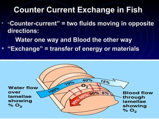 Counter Current Exchange in Fish
• “Counter-current” = two fluids moving in opposite
directions:
Water one way and Blood the other way
• “Exchange” = transfer of energy or materials
 