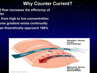 d flow increases the efficiency of
ater
n from high to low concentration
ures gradient exists continually
an theoretically approach 100%
Why Counter Current?
 