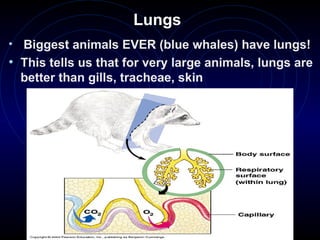 Lungs
• Biggest animals EVER (blue whales) have lungs!
• This tells us that for very large animals, lungs are
better than gills, tracheae, skin
 