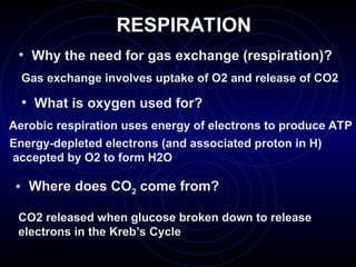 RESPIRATION
• Why the need for gas exchange (respiration)?
Gas exchange involves uptake of O2 and release of CO2
• What is oxygen used for?
Aerobic respiration uses energy of electrons to produce ATP
Energy-depleted electrons (and associated proton in H)
accepted by O2 to form H2O
• Where does CO2 come from?
CO2 released when glucose broken down to release
electrons in the Kreb’s Cycle
 