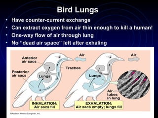 Bird Lungs
• Have counter-current exchange
• Can extract oxygen from air thin enough to kill a human!
• One-way flow of air through lung
• No “dead air space” left after exhaling
 