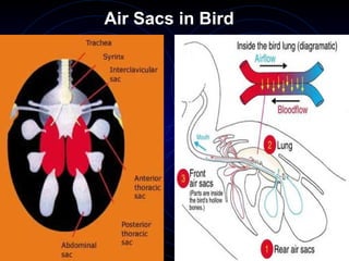 Air Sacs in Bird
 
