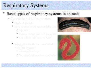 • Basic types of respiratory systems in animals
Respiratory Systems
How do organisms ‘solve’ common problems?
– Cutaneous (skin) respiration
• How to maximize rate of diffusion?
– thin skin
• What constraints are associated
with this system?
– Increase surface area with parapodia
– cannot get too large
– No energetically expensive activities
– Use cilia on skin to move water
• Phyla Annelida
 