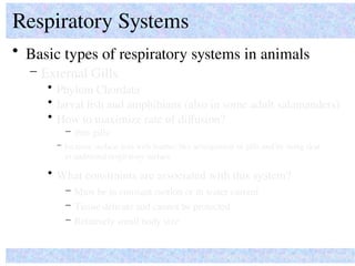 • Basic types of respiratory systems in animals
Respiratory Systems
How do organisms ‘solve’ common problems?
– External Gills
• Phylum Chordata
– thin gills
• What constraints are associated with this system?
– Increase surface area with feather-like arrangement of gills and by using skin
as additional respiratory surface
– Must be in constant motion or in water current
– Tissue delicate and cannot be protected
• larval fish and amphibians (also in some adult salamanders)
• How to maximize rate of diffusion?
– Relatively small body size
 
