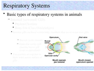 • Basic types of respiratory systems in animals
Respiratory Systems
How do organisms ‘solve’ common problems?
– Internal (covered) Gills
• Phylum Chordata
– Buccal cavity (mouth)
• Two cavities act together to
draw water across surface of
gills
– Opercular cavity (gill
chamber below gill
cover or operculum)
• Bony fish (Class Osteichthyes)
• Internal gills enclosed within body chambers that move water over gills
 