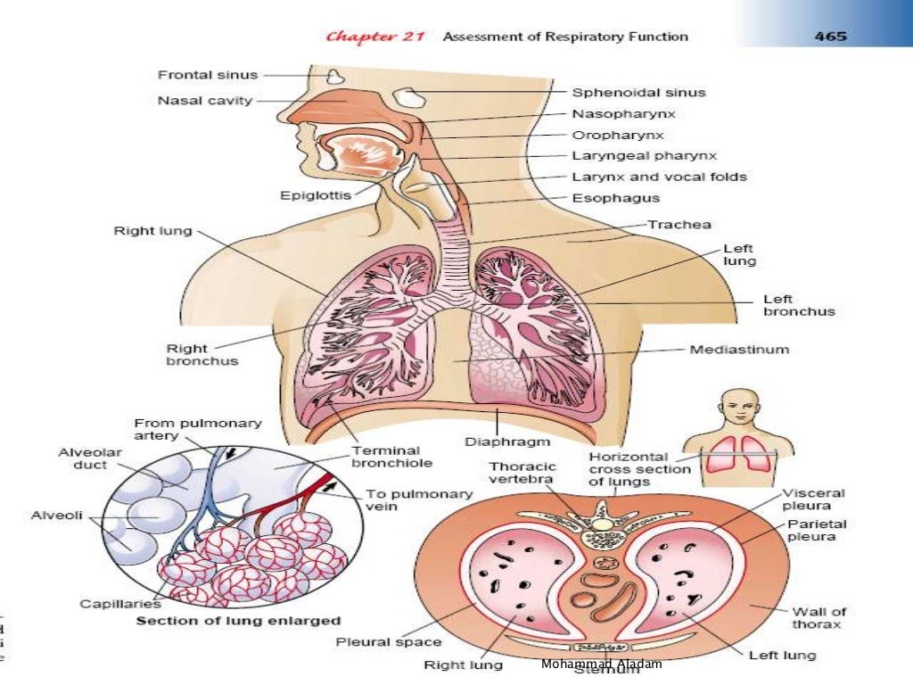 Respiratory ststem