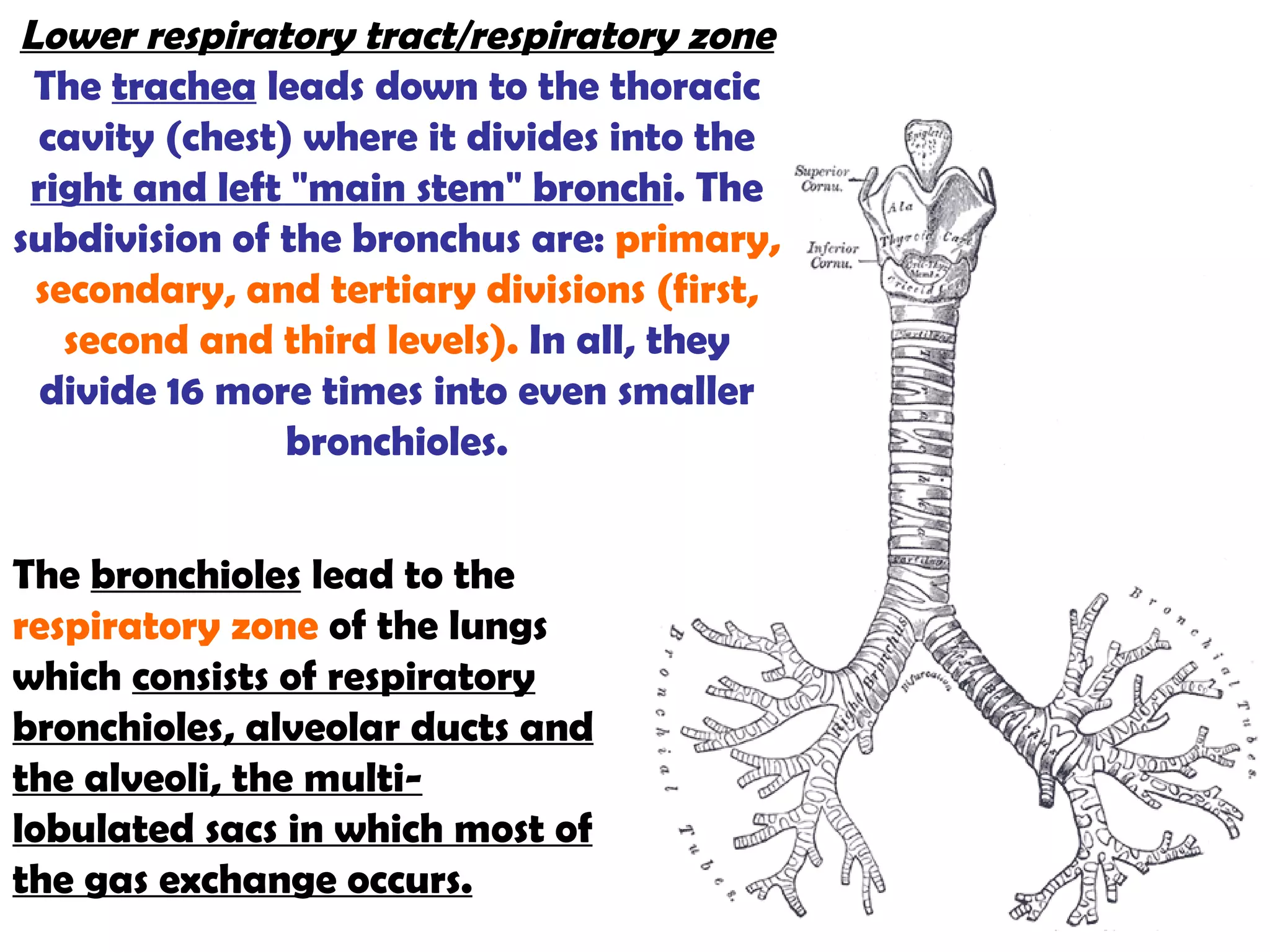 Lower respiratory tract/respiratory zone The  trachea  leads down to the thoracic cavity (chest) where it divides into the  right and left "main stem" bronchi . The subdivision of the bronchus are:  primary, secondary, and tertiary divisions (first, second and third levels).  In all, they divide 16 more times into even smaller bronchioles. The  bronchioles  lead to the  respiratory zone  of the lungs which  consists of respiratory bronchioles, alveolar ducts and the alveoli, the multi-lobulated sacs in which most of the gas exchange occurs. 