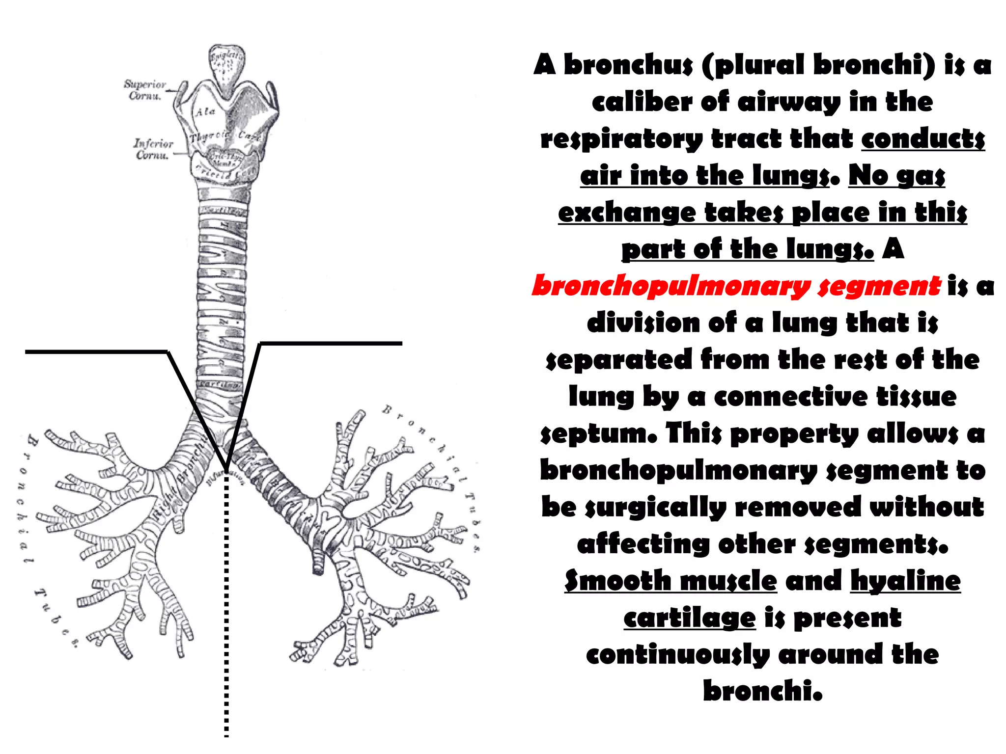 A bronchus (plural bronchi) is a caliber of airway in the respiratory tract that  conducts air into the lungs .  No gas exchange takes place in this part of the lungs.  A  bronchopulmonary segment  is a division of a lung that is separated from the rest of the lung by a connective tissue septum. This property allows a bronchopulmonary segment to be surgically removed without affecting other segments.  Smooth muscle  and  hyaline cartilage  is present continuously around the bronchi. 