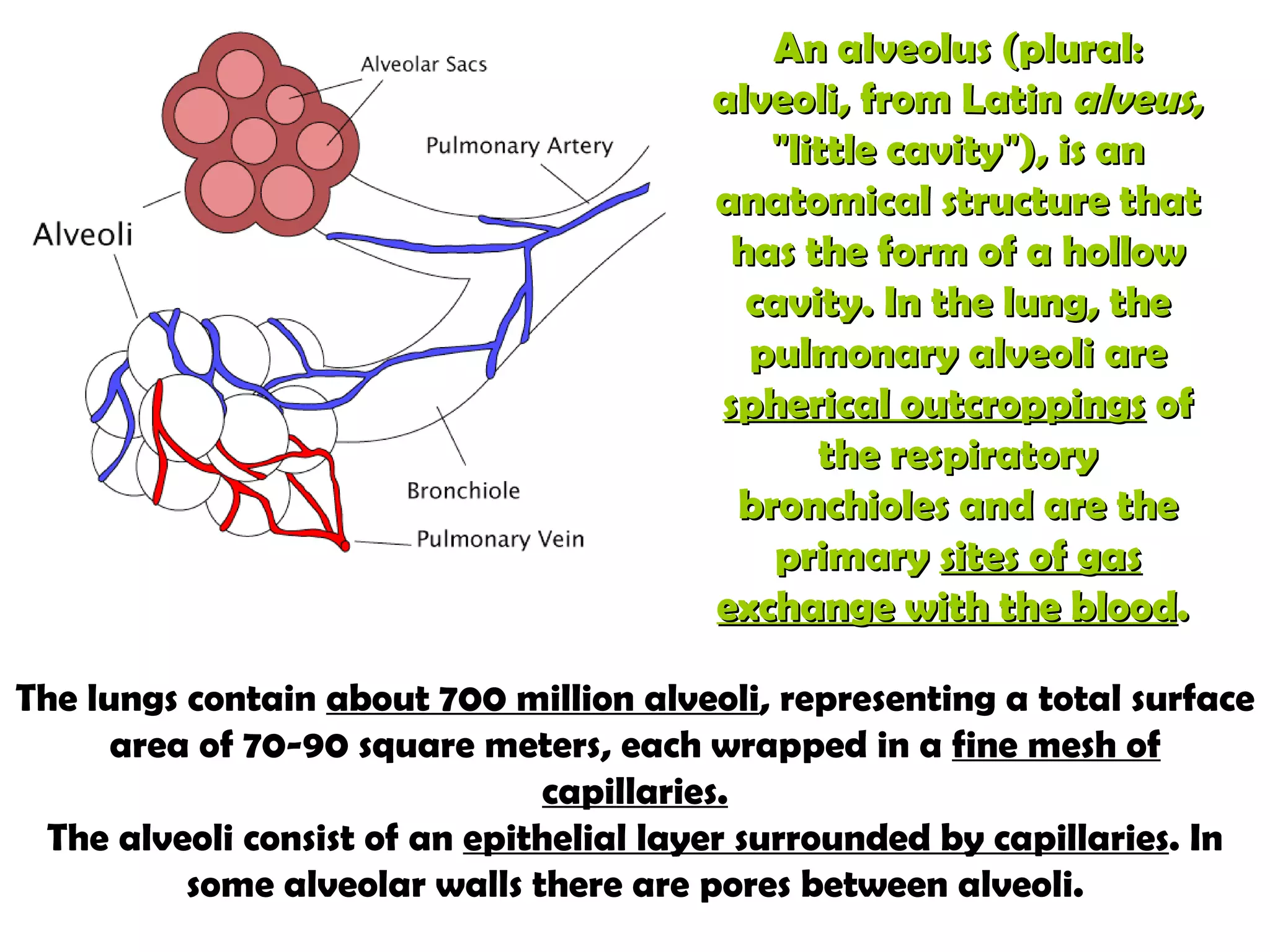 An  alveolus  (plural:  alveoli , from Latin  alveus , "little cavity"), is an anatomical structure that has the form of a hollow cavity. In the lung, the  pulmonary alveoli  are  spherical outcroppings  of the respiratory bronchioles and are the primary  sites of gas exchange with the blood .  The lungs contain  about 700 million alveoli , representing a total surface area of 70-90 square meters, each wrapped in a  fine mesh of capillaries. The alveoli consist of an  epithelial layer surrounded by capillaries . In some alveolar walls there are pores between alveoli. 