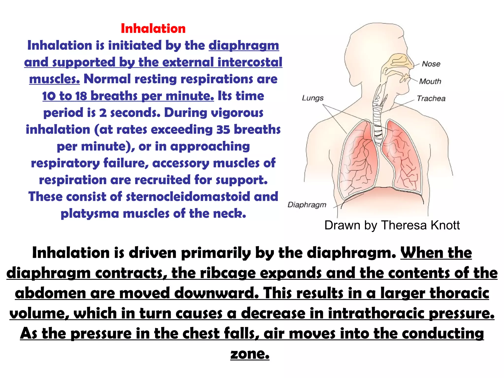 Inhalation Inhalation is initiated by the  diaphragm and supported by the external intercostal muscles.  Normal resting respirations are  10 to 18 breaths per minute.  Its time period is 2 seconds. During vigorous inhalation (at rates exceeding 35 breaths per minute), or in approaching respiratory failure, accessory muscles of respiration are recruited for support. These consist of sternocleidomastoid and platysma muscles of the neck. Inhalation is driven primarily by the diaphragm.  When the diaphragm contracts, the ribcage expands and the contents of the abdomen are moved downward. This results in a larger thoracic volume, which in turn causes a decrease in intrathoracic pressure. As the pressure in the chest falls, air moves into the conducting zone.   Drawn by Theresa Knott 