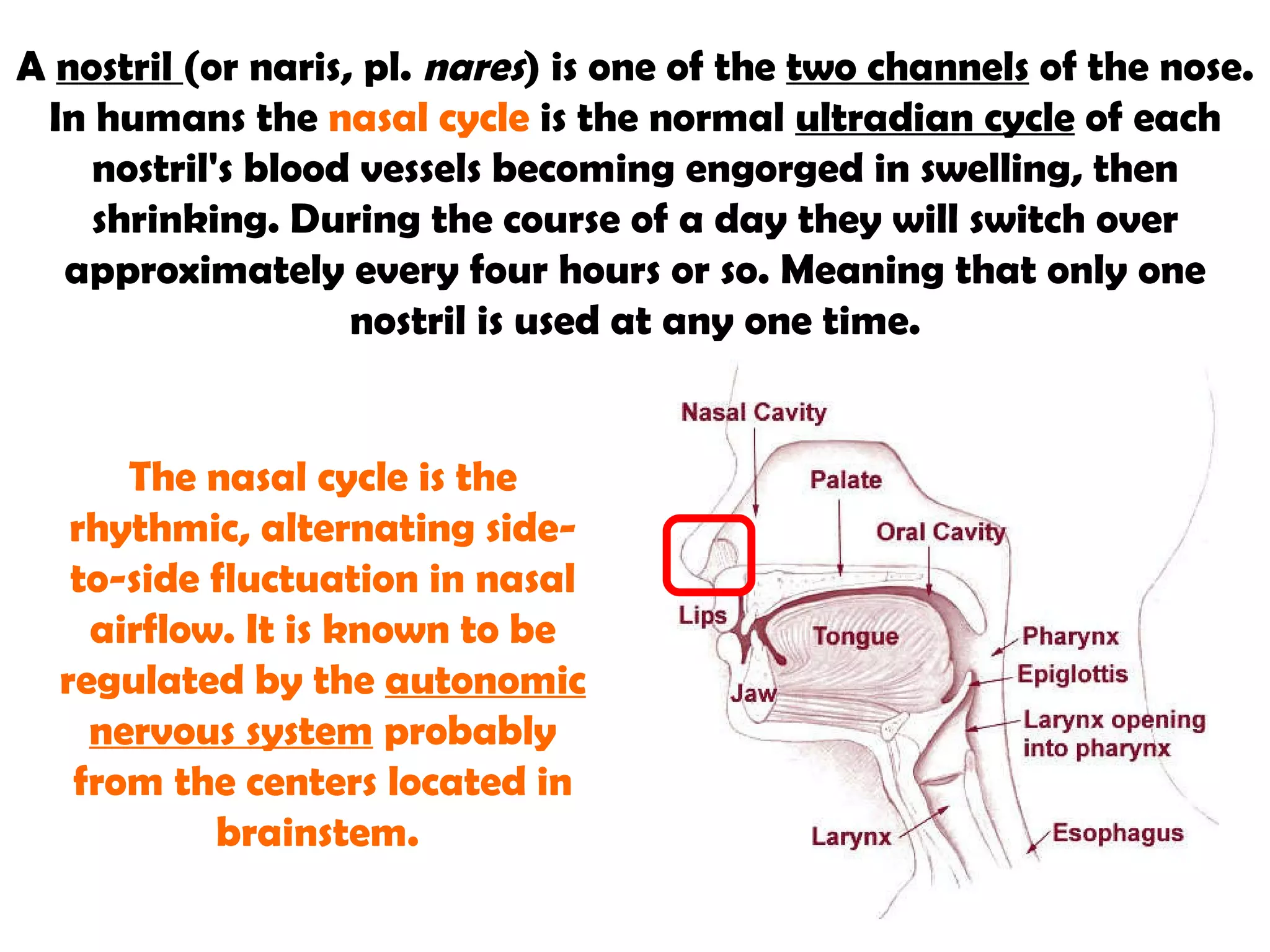 A  nostril   (or  naris , pl.  nares ) is one of the  two channels  of the nose. In humans the  nasal cycle  is the normal  ultradian cycle  of each nostril's blood vessels becoming engorged in swelling, then shrinking. During the course of a day they will switch over approximately every four hours or so. Meaning that only one nostril is used at any one time. The  nasal cycle  is the rhythmic, alternating side-to-side fluctuation in nasal airflow. It is known to be regulated by the  autonomic nervous system  probably from the centers located in brainstem.  
